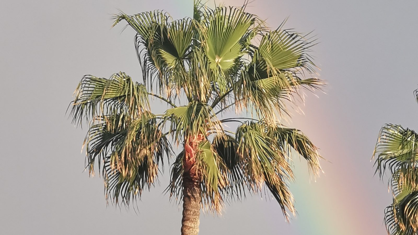 Palme og regnbue