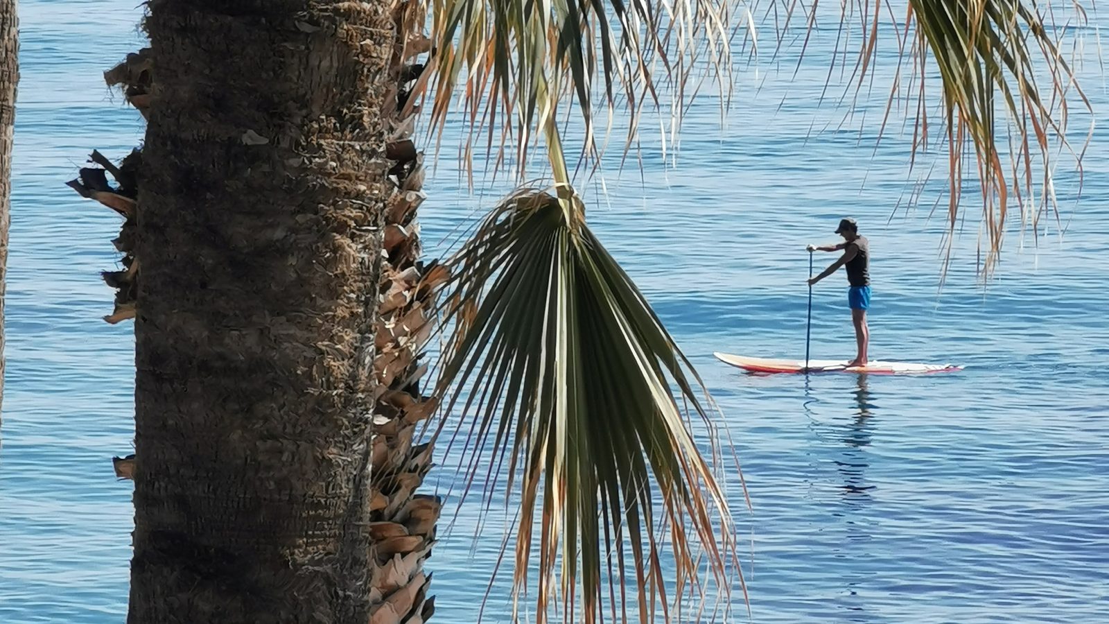 Paddleboard under palmerne